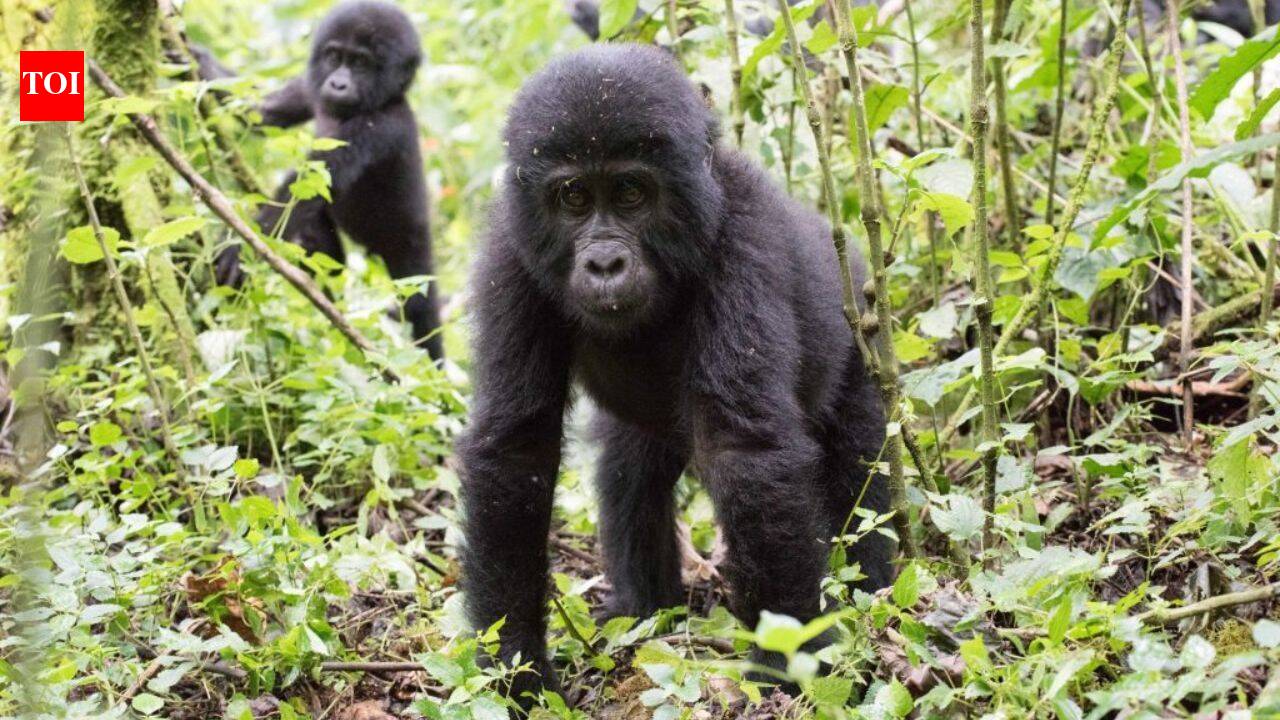 Ugandan communities planted 4,053 trees beside one of Africa’s great rainforests; now the new forest is rebuilding a damaged wildlife buffer Ugandan communities planted 4,053 trees beside one of Africa’s great rainforests; now the new forest is rebuilding a damaged wildlife buffer